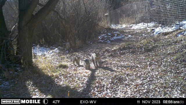 8225 Highway 24 Cascade, CO 80809 - Photo 44 of 49