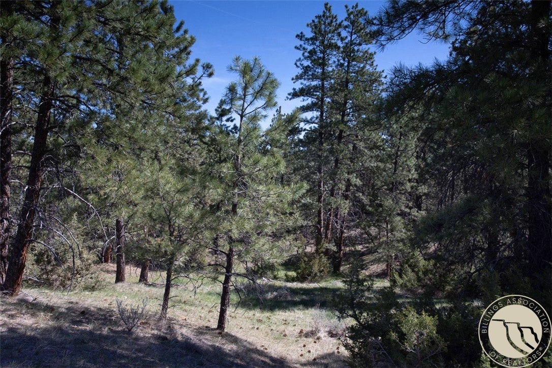 Lot 2 Shane Ridge Road Columbus, MT 59019 - Photo 7 of 20 Peaceful pine forest setting with gently rolling terrain creates a private and serene retreat atmosphere. Mature trees, native grasses, and natural landscape features provide exceptional beauty and seclusion while offering endless opportunities for hiking, wildlife watching, and enjoying the outdoors.
