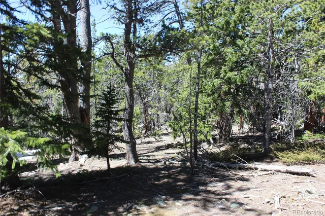 a view of a forest filled with trees