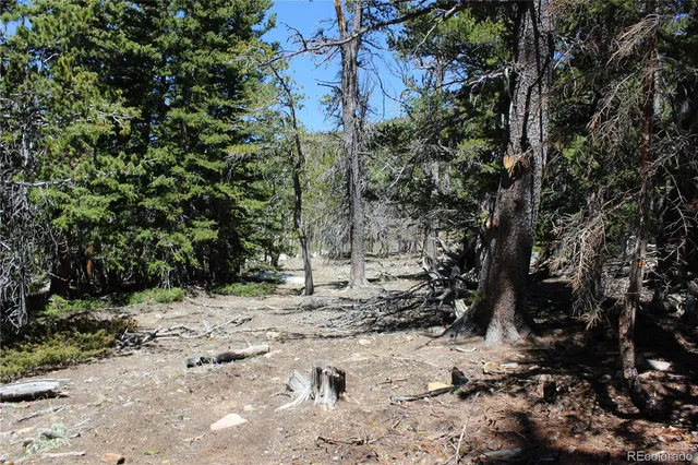 a view of a yard with trees