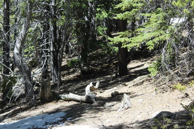 a view of a tree with yard