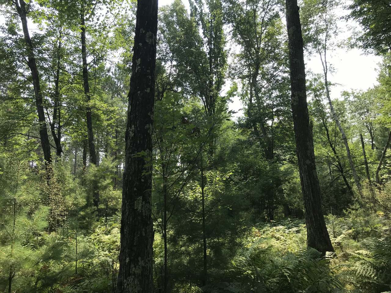 Lot 6 Sunny Point Road Tomahawk, WI 54487 - Photo 7 of 9 Gallery Image 7