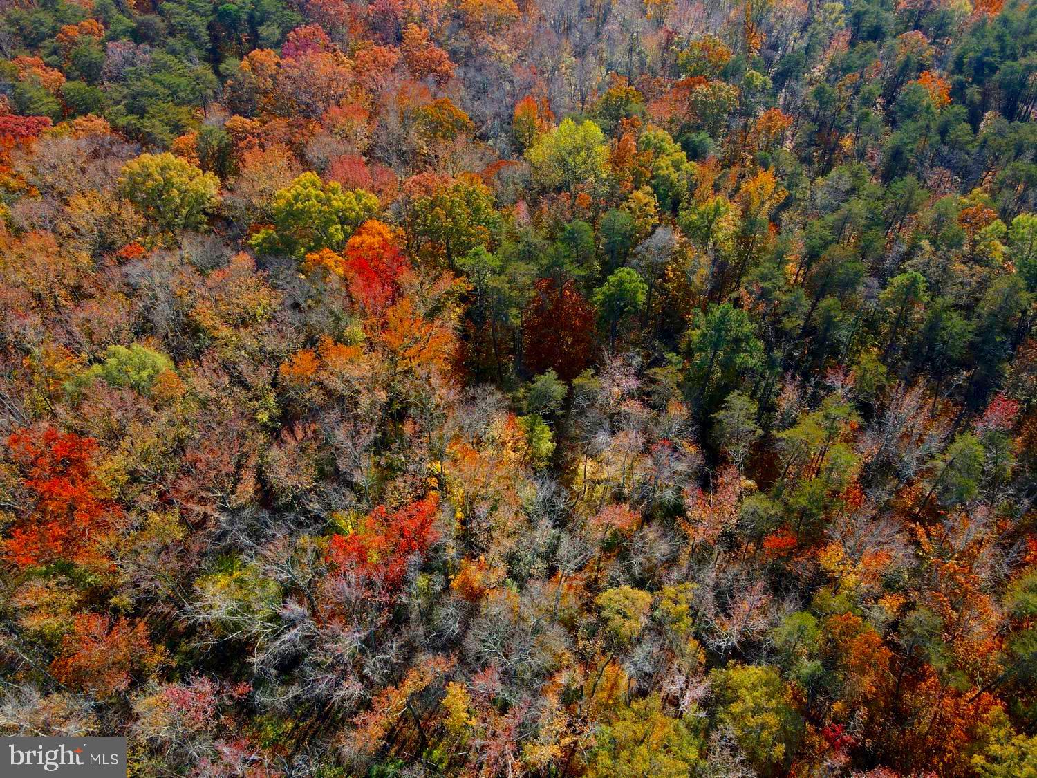 Thompkins Lane Bowie, MD 20720 - Photo 12 of 13 a view of a forest
