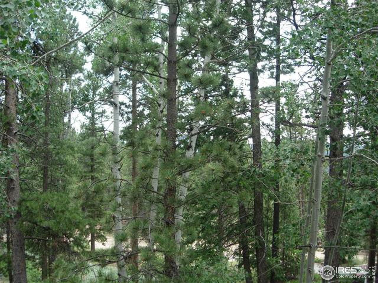 1654 Ridge Road Nederland, CO 80466 - Photo 14 of 18 a view of a lush green forest