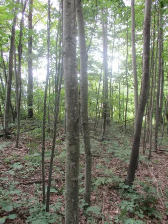 $49,900 | Emerald Ridge, Unit 13, Onekama, MI 49675
