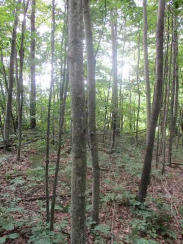 $49,900 | Emerald Ridge, Unit 13, Onekama, MI 49675