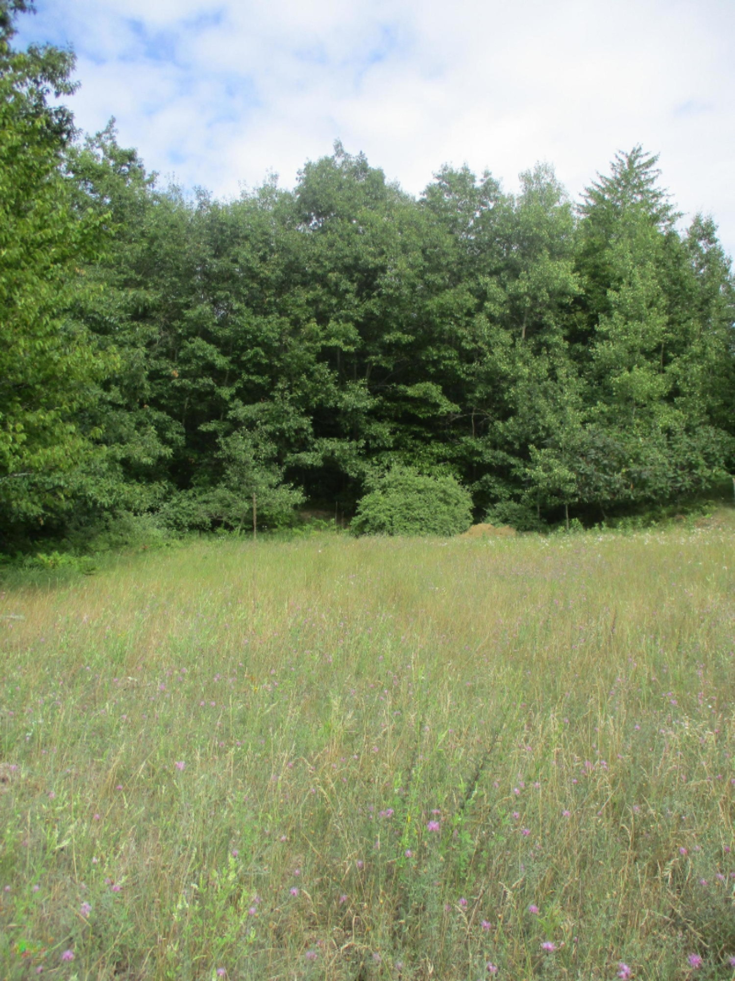 Emerald Ridge, Unit 13 Onekama, MI 49675 - Photo 3 of 14 Nice Clearing at Rear of Property