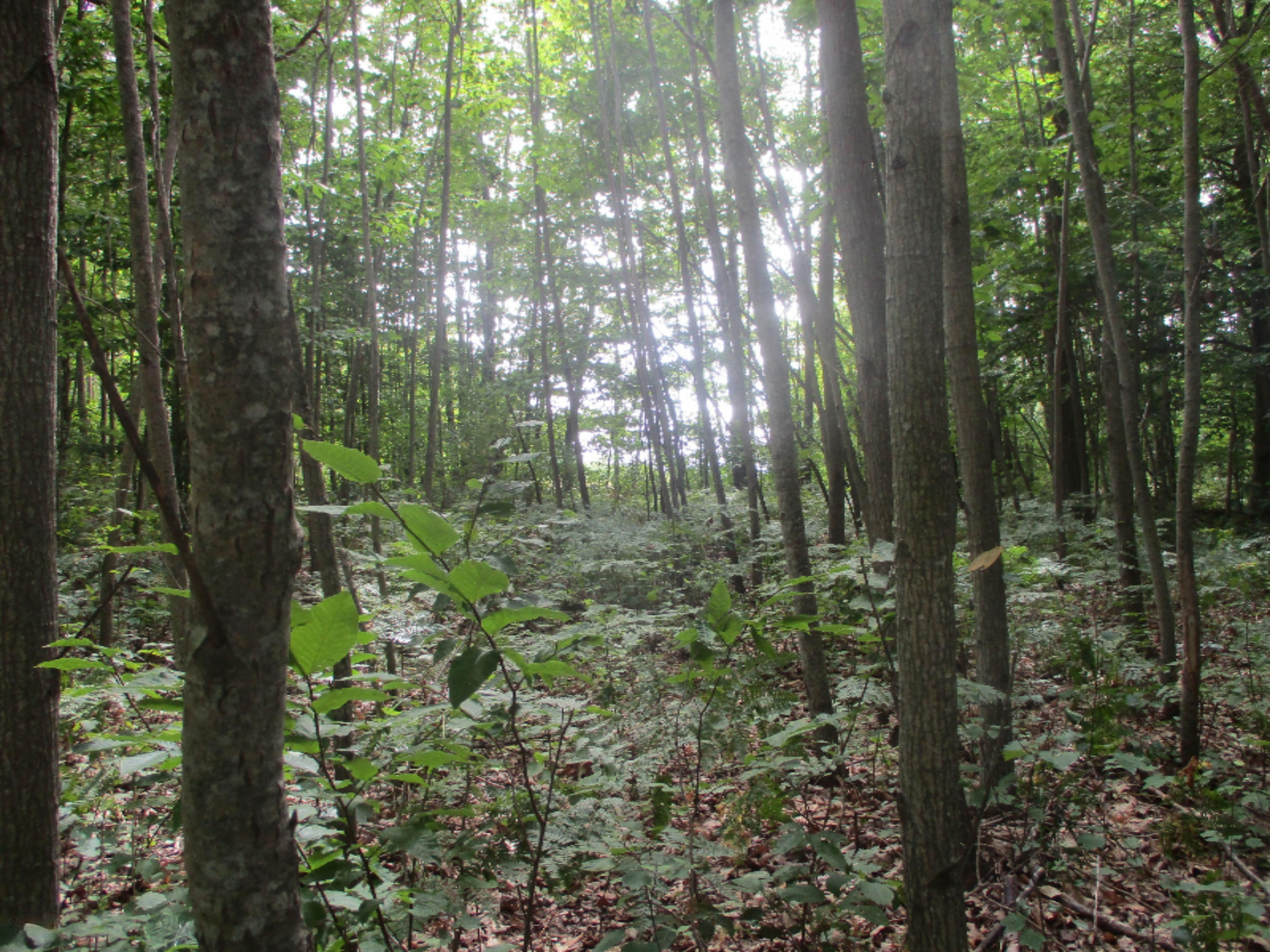 Emerald Ridge, Unit 13 Onekama, MI 49675 - Photo 7 of 14 Plenty of Privacy!