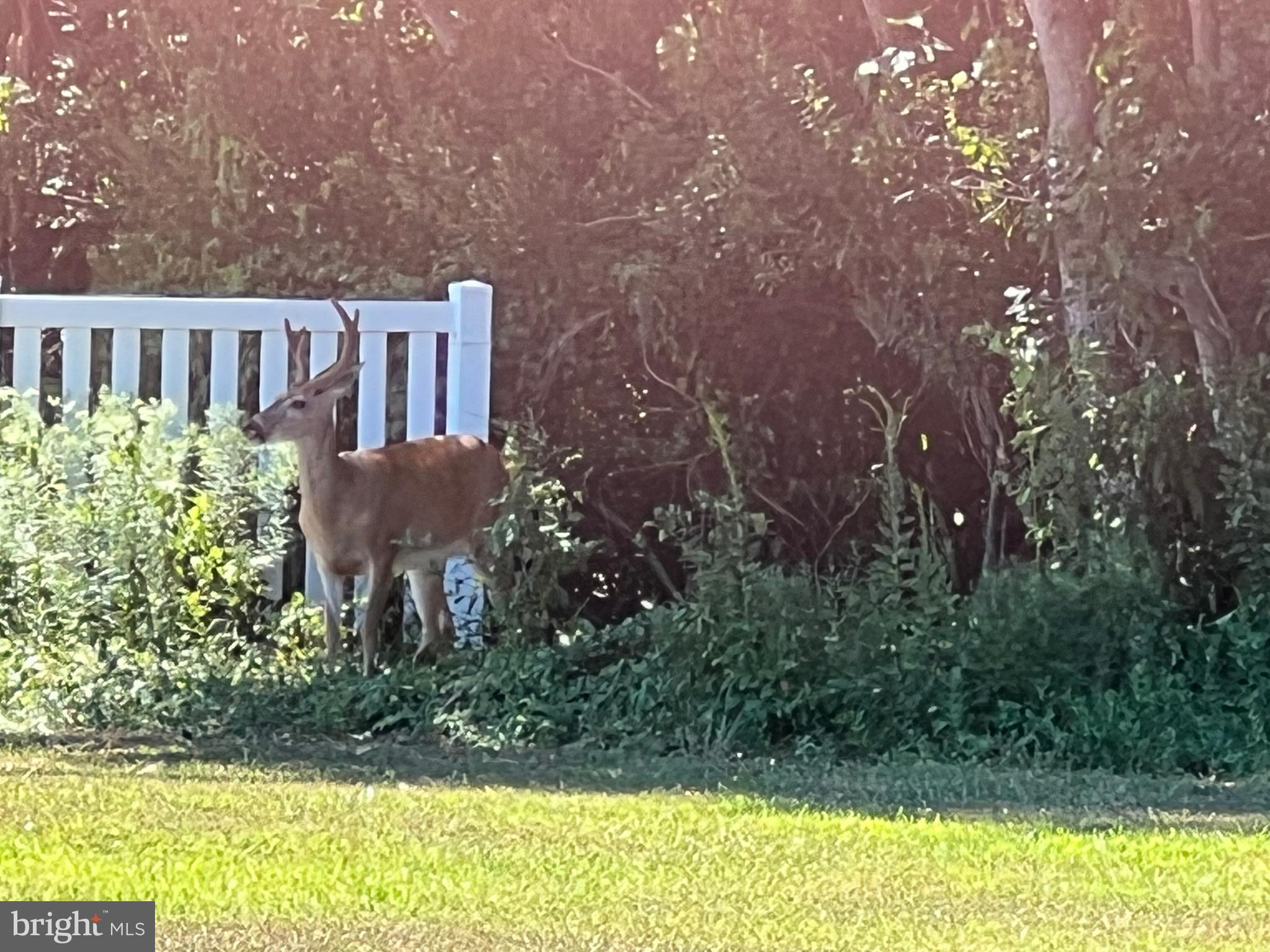 12033 Assateague Way Berlin, MD 21811 - Photo 104 of 109 Wildlife