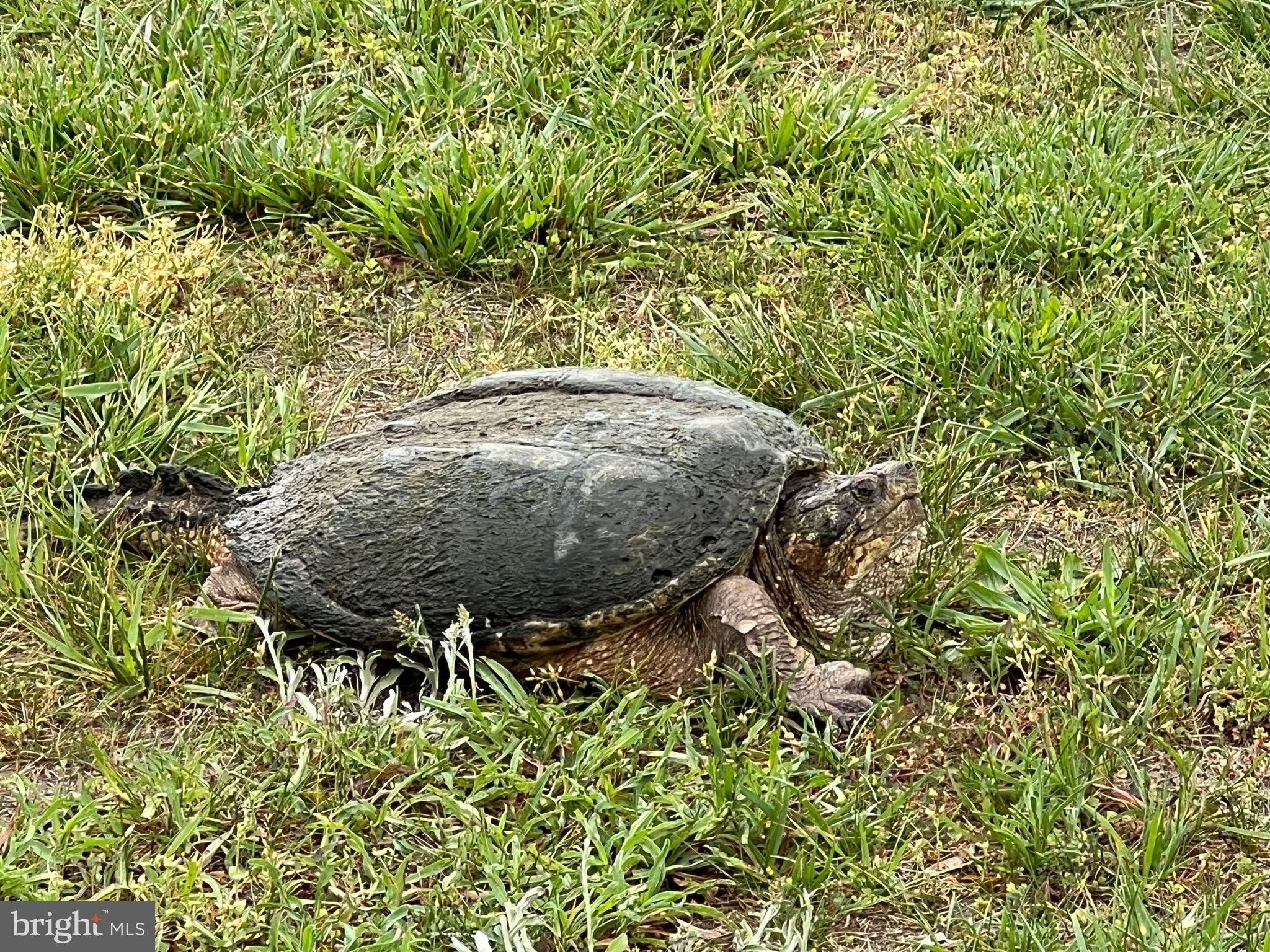 12033 Assateague Way Berlin, MD 21811 - Photo 107 of 109 Wildlife