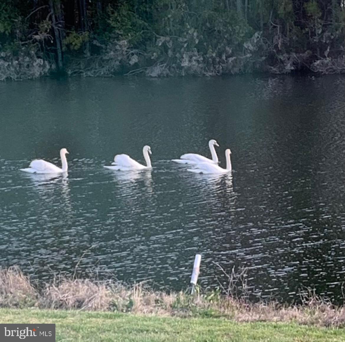 12033 Assateague Way Berlin, MD 21811 - Photo 100 of 109 Wildlife