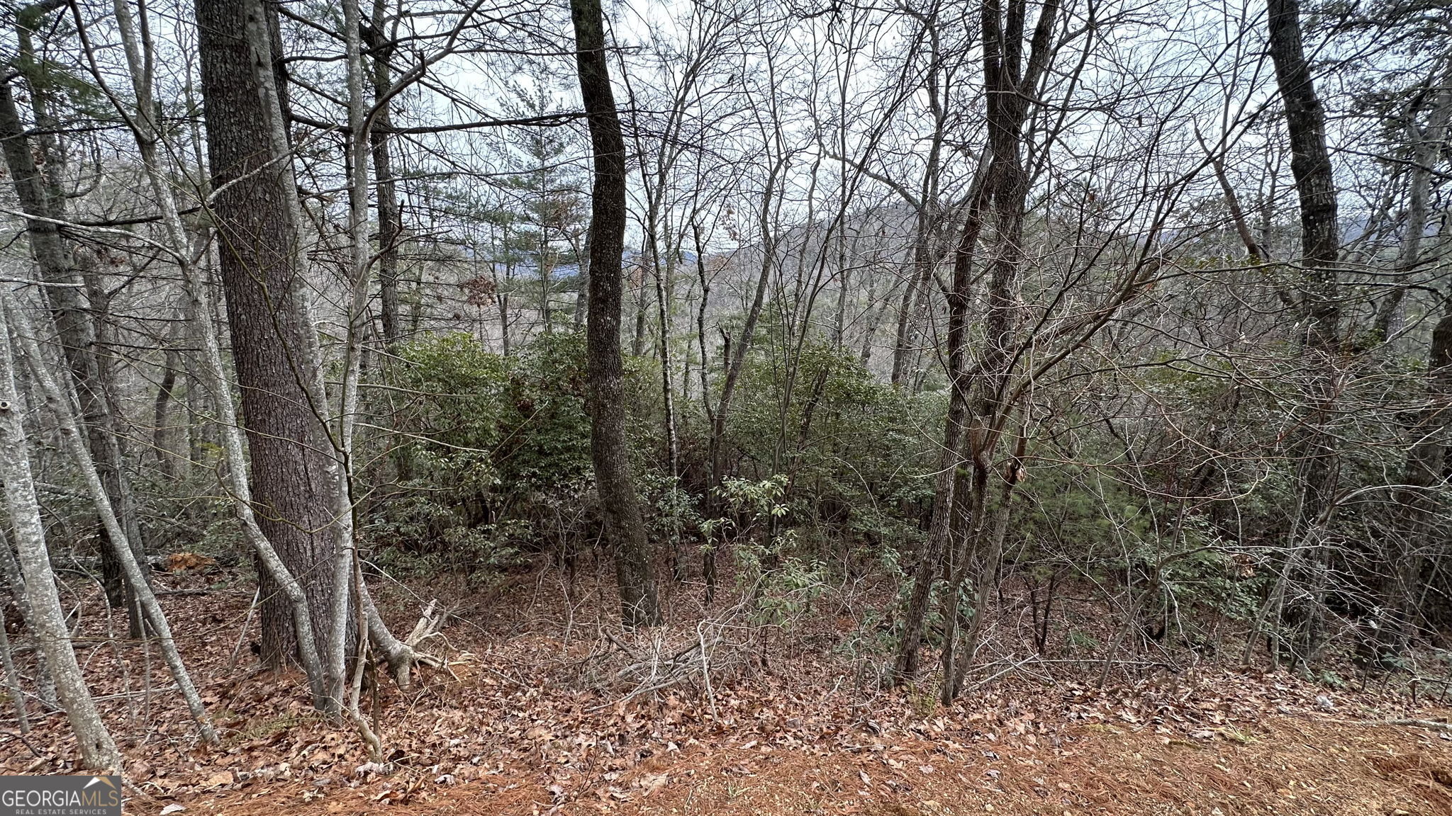 Lot 121 Doolittle Drive Rabun Gap, GA 30568 - Photo 3 of 19 a view of a forest filled with trees