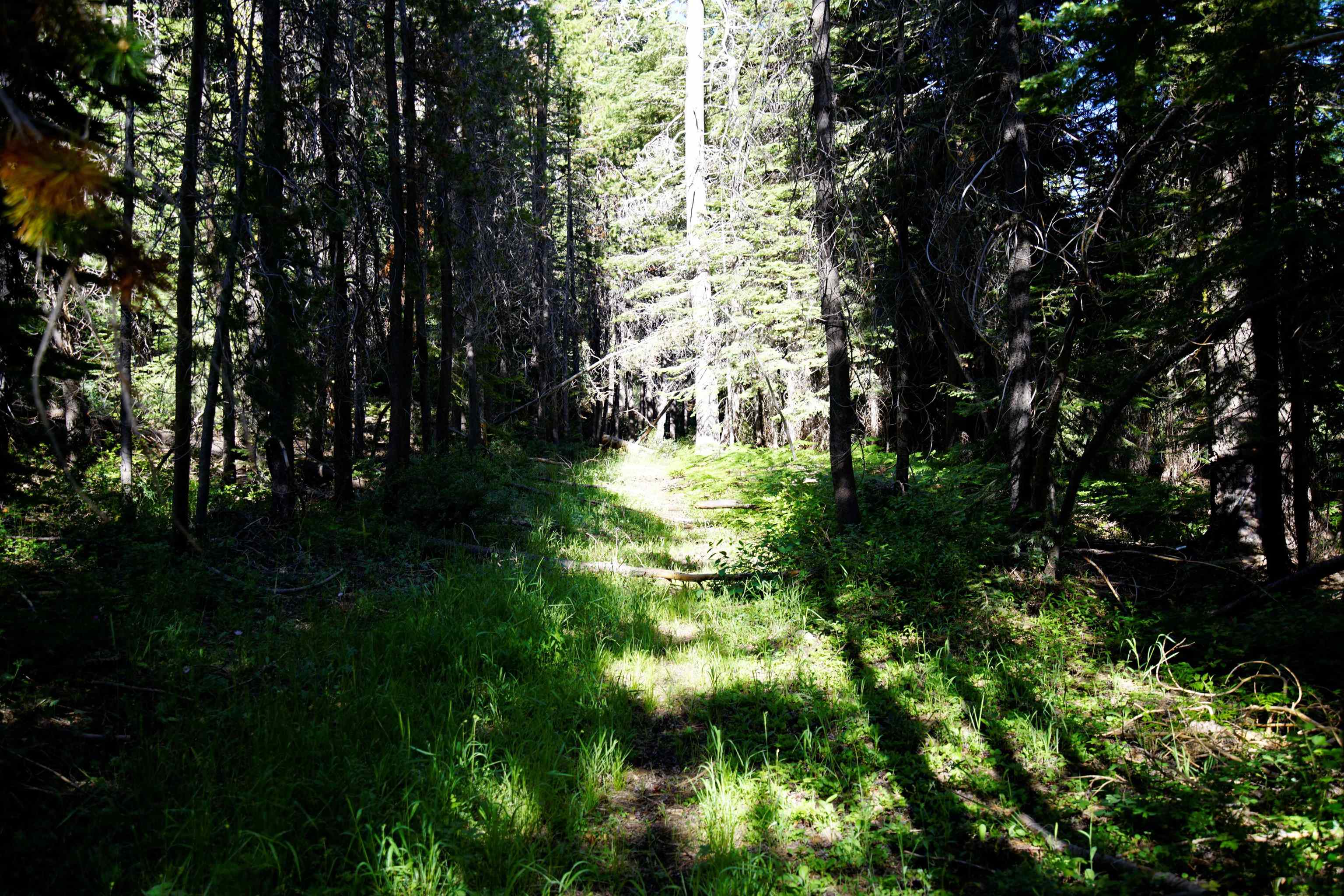0 Forest Road Nevada City, CA 95959 - Photo 22 of 26