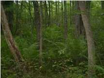 22 Myers Loop Road Pikeville, TN 37367 - Photo 4 of 8 Additional Photo