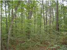 22 Myers Loop Road Pikeville, TN 37367 - Photo 5 of 8 Additional Photo