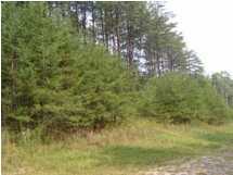 22 Myers Loop Road Pikeville, TN 37367 - Photo 8 of 8 Additional Photo