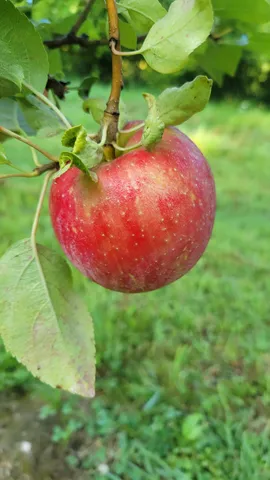 $537,000 | 44702 B 56th Avenue, Paw Paw, MI 49079