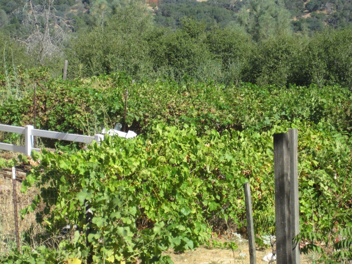 31684 Duke Road North Fork, CA 93643 - Photo 18 of 19 Gallery Image 18