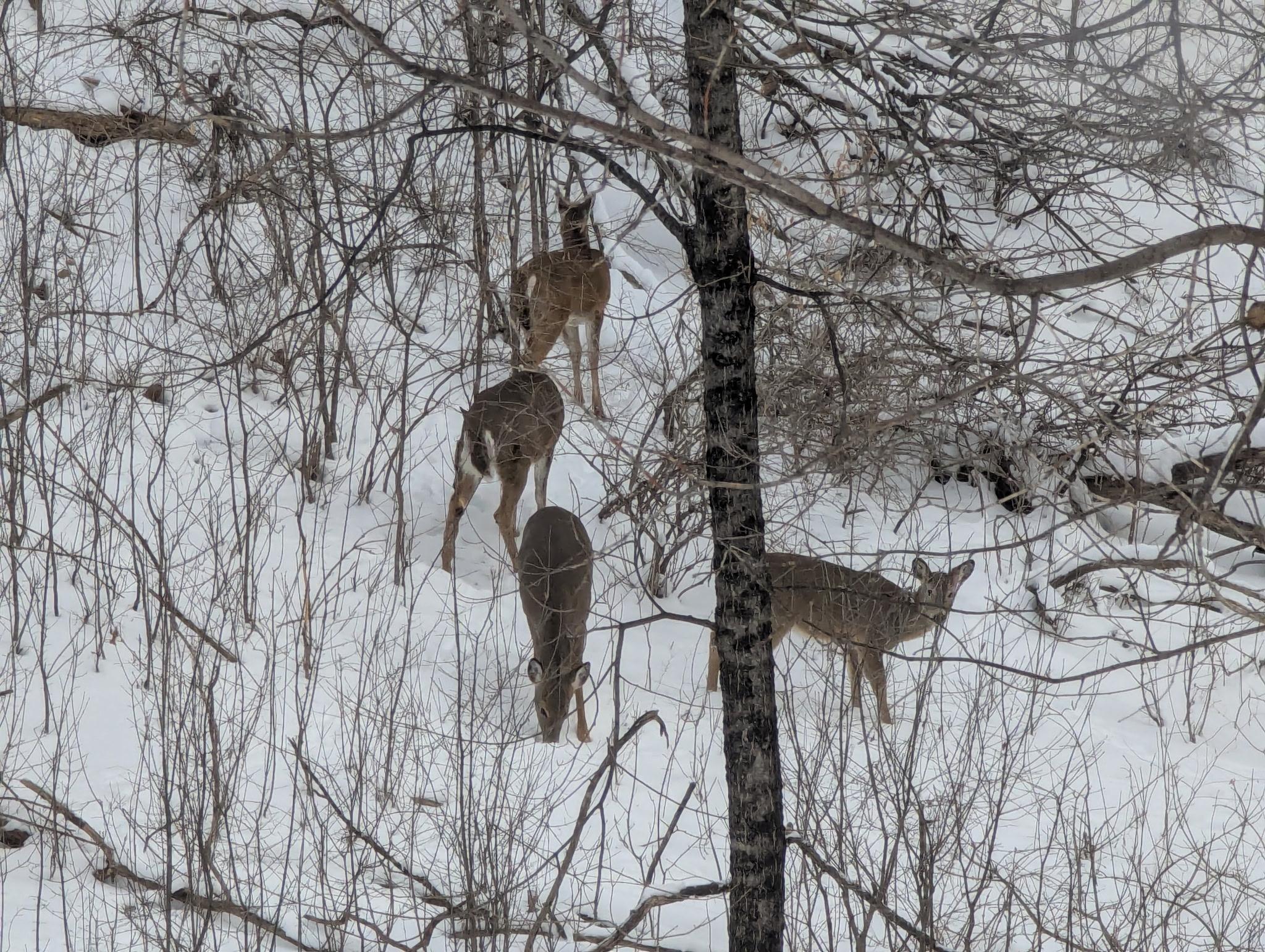 16420 Lake Ridge Drive Maple Grove, MN 55311 - Photo 34 of 36