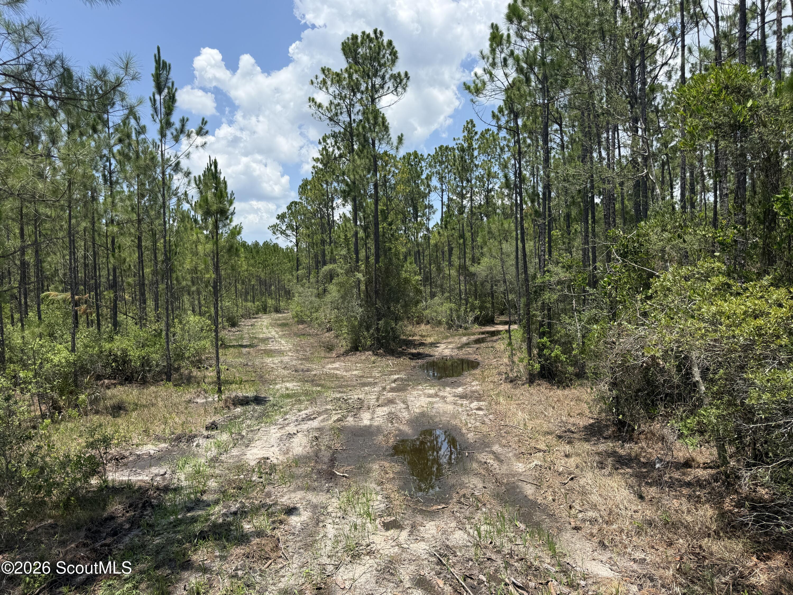 Lot 6 Corbitt Road, Unit LOT 6 Manor, GA 31550 - Photo 6 of 15 IMG_8019