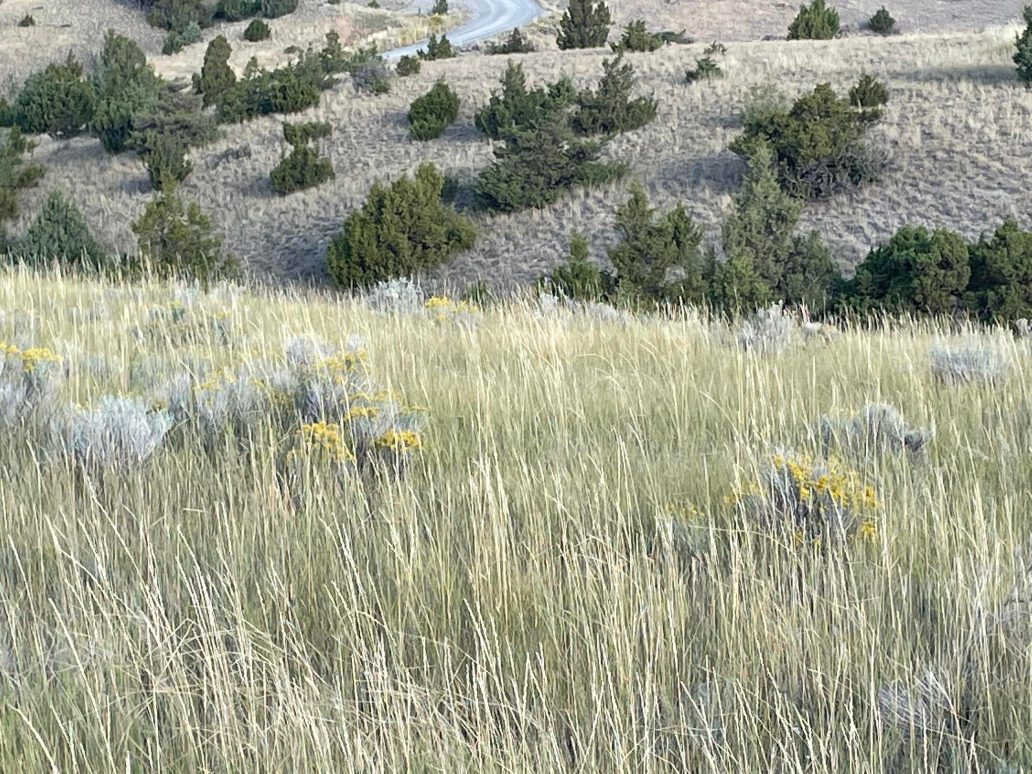 Tbd South Fork Ray Crk Road Townsend, MT 59644 - Photo 8 of 15 D58328C9-C1F5-4033-916C-08C14483C5A7