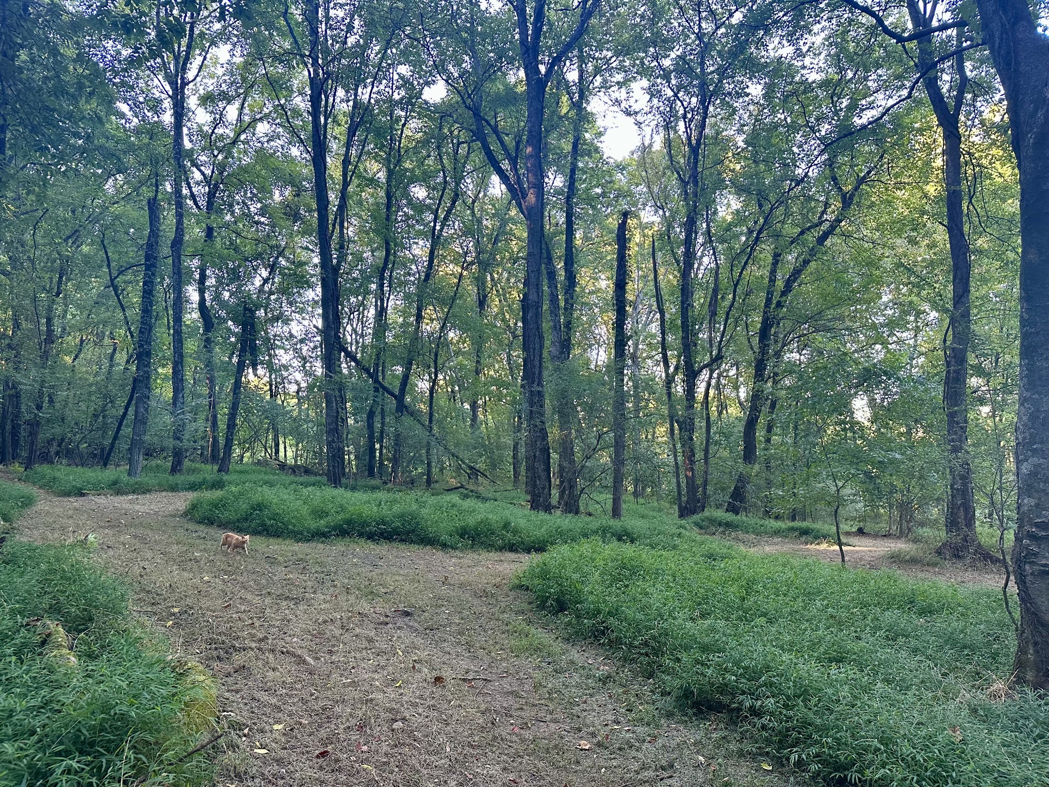 4002 Rippey Lake Road Mount Pleasant, TN 38474 - Photo 36 of 43 a view of a forest with trees