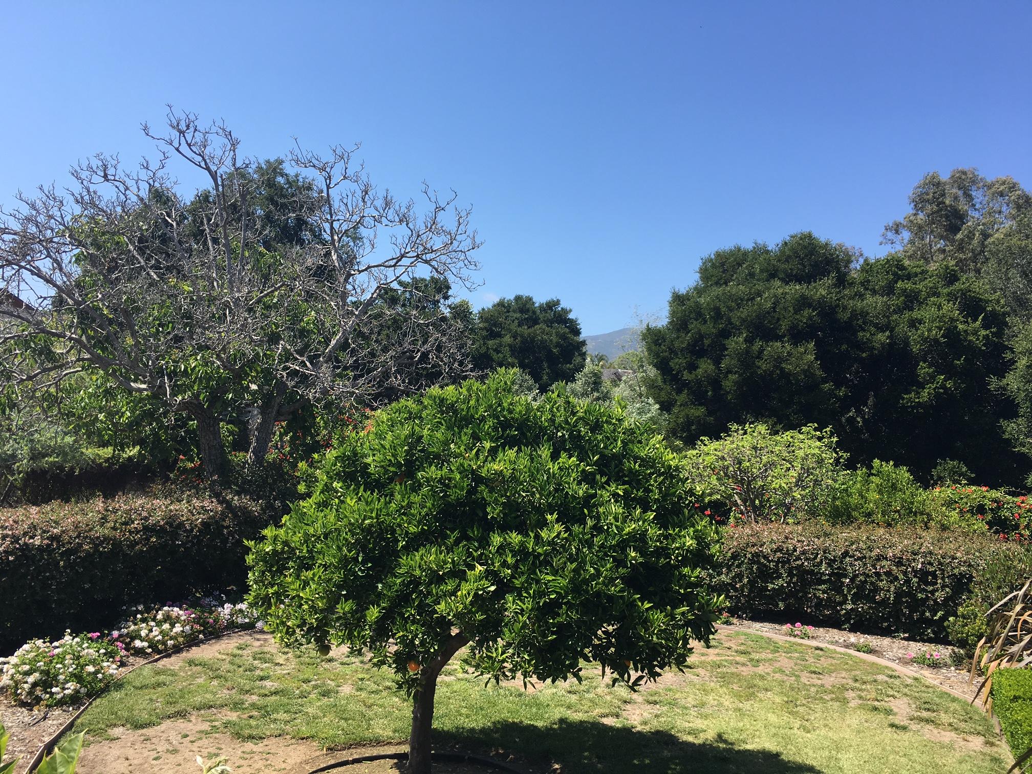 3878 Sunset Road Santa Barbara, CA 93110 - Photo 7 of 9 a view of a garden with a tree