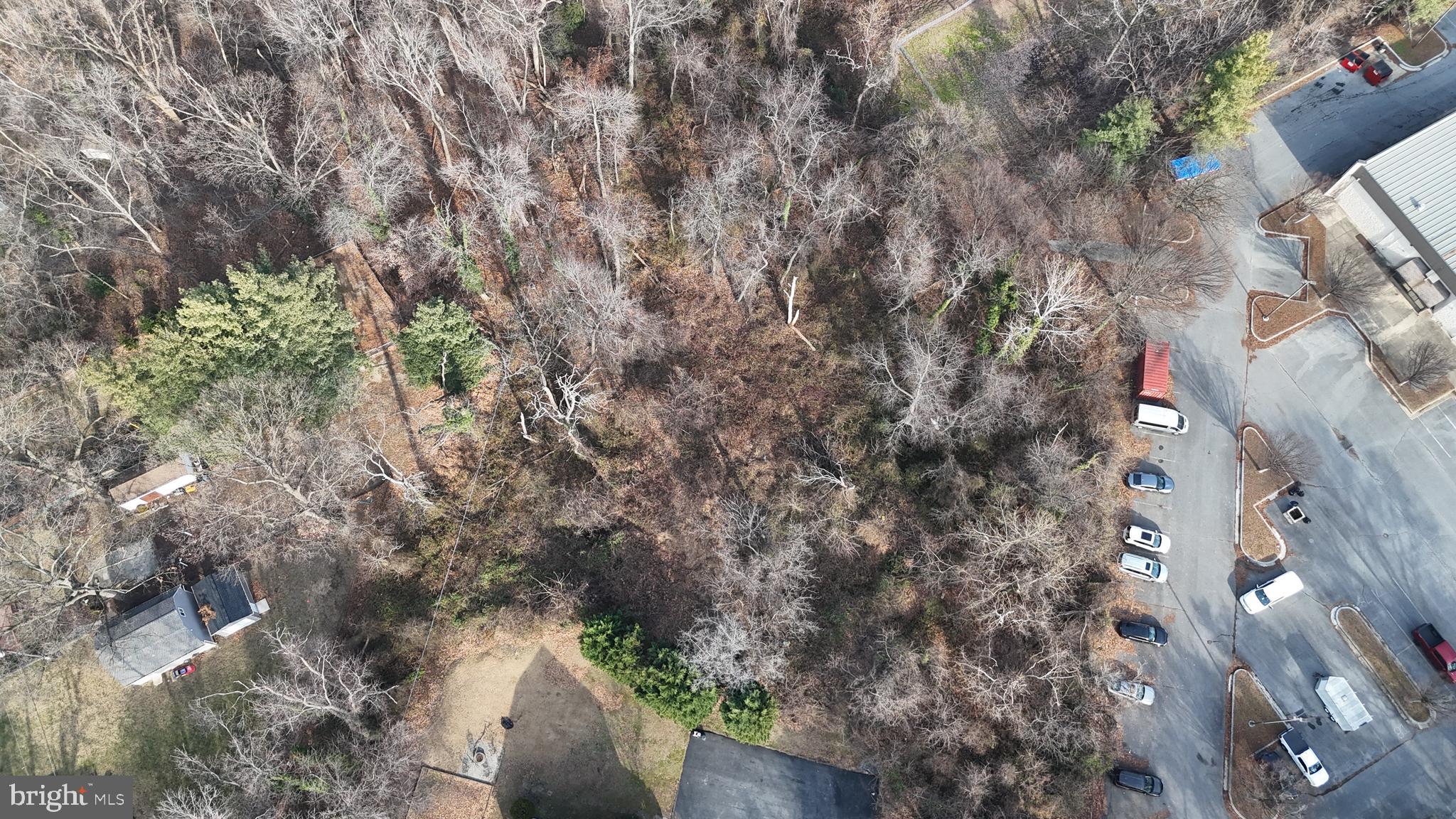 Dewitt Road Baltimore, MD 21227 - Photo 9 of 12 a picture of tree