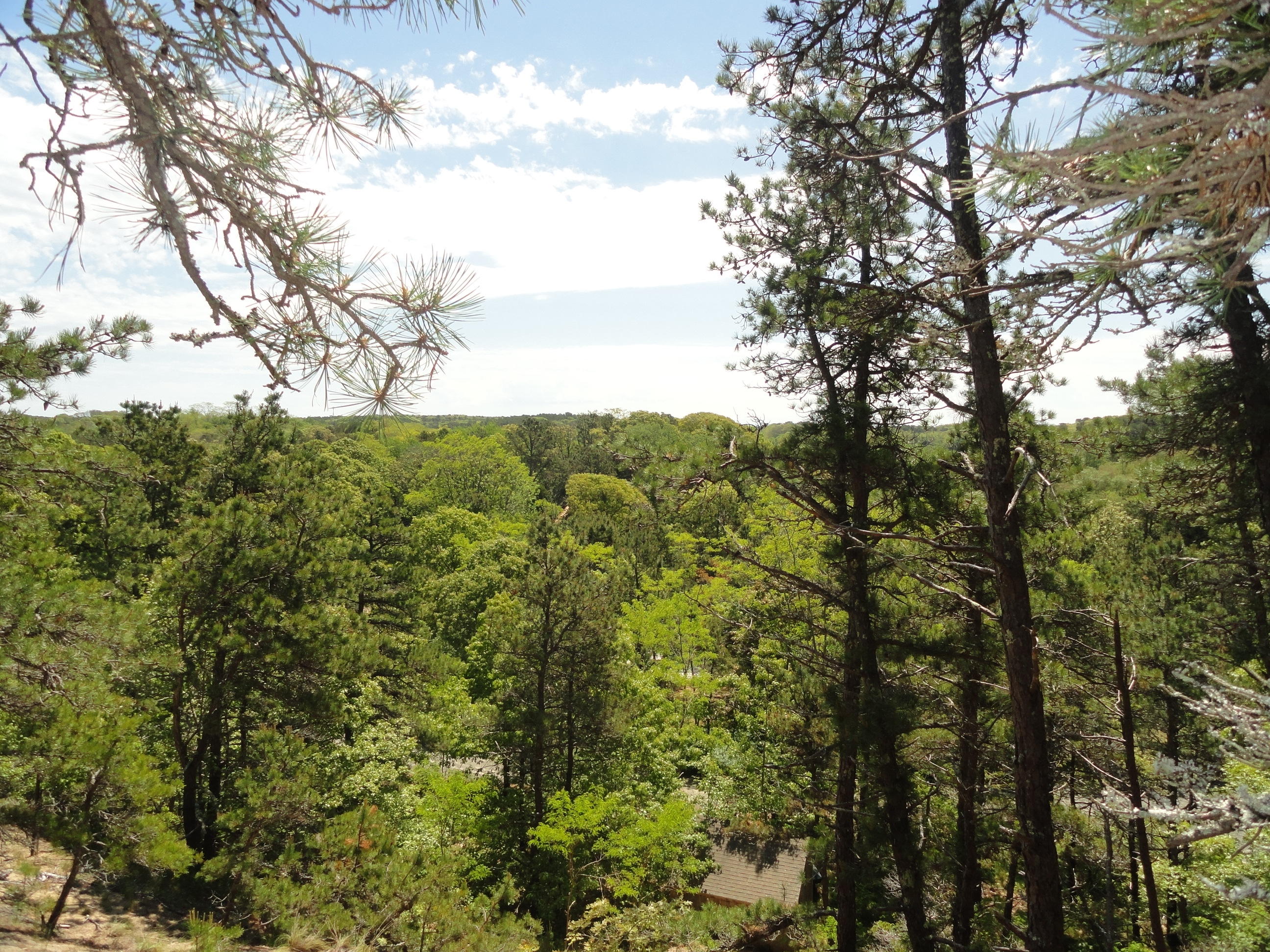 69 Bay View Road Wellfleet, MA 02667 - Photo 24 of 34 a view of a yard with a tree