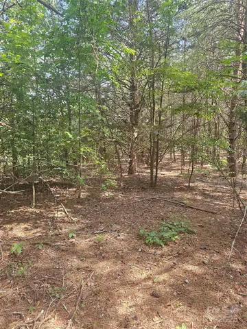 a view of a forest with trees in the background