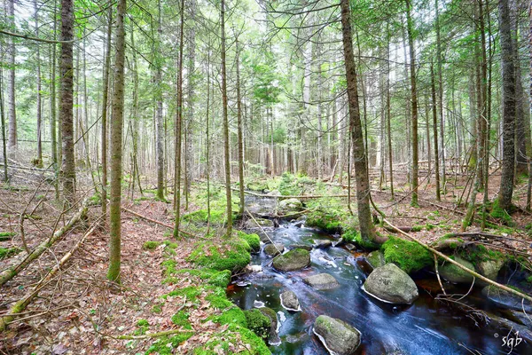 $142,200 | Lot 3 Bear Springs Lane, Surry, ME 04684