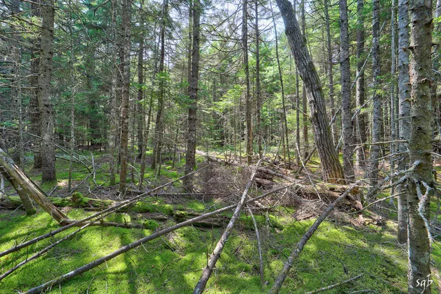 $158,000 | Lot 3 Bear Springs Lane, Surry, ME 04684