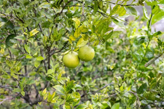 $199,000 | 7 55th Street, Yankeetown, FL 34498