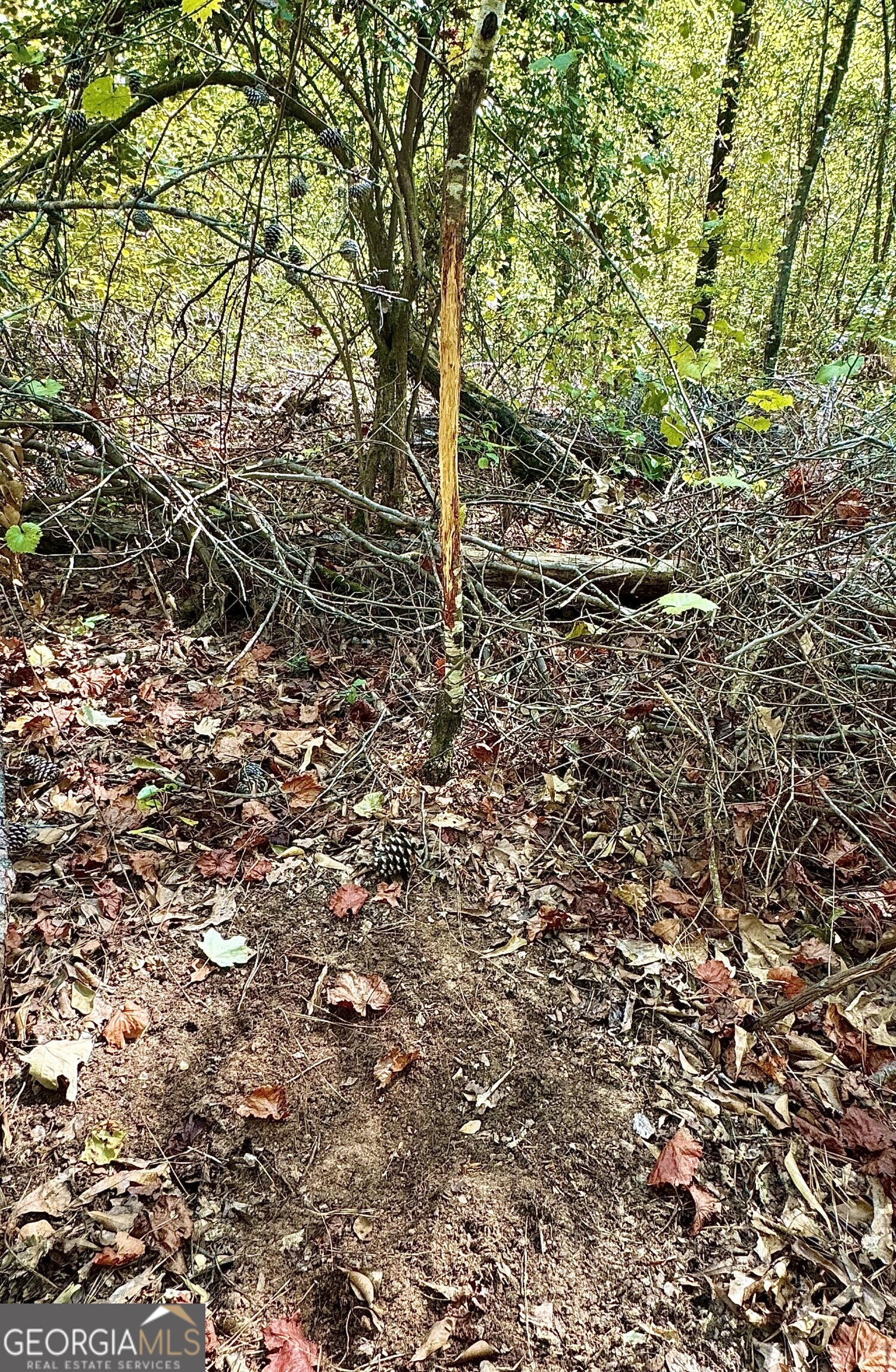 0 Highway 112 Toomsboro, GA 31090 - Photo 20 of 37