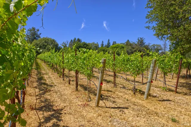 a view of a yard with trees
