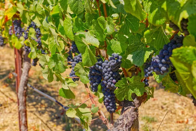 a view of a lake with a big yard
