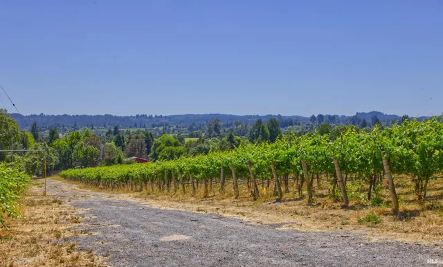 a view of a yard with a tree