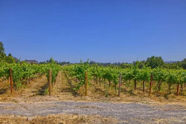 a view of a lush green outdoor space with a lake view