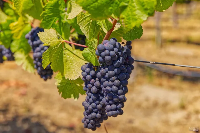a view of a tree with a plant in a yard