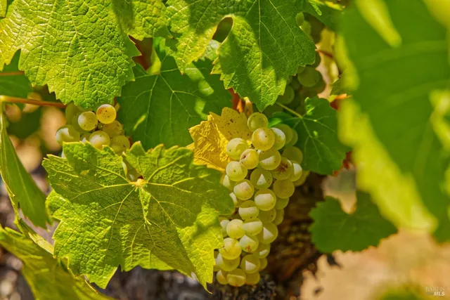 a close up of a plant