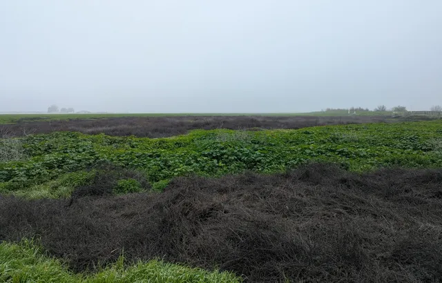a view of a field with plants and trees