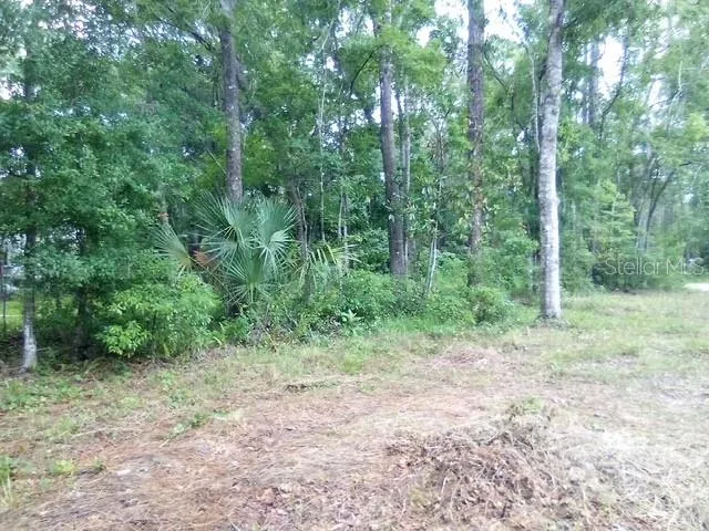 a view of a forest with trees in the background