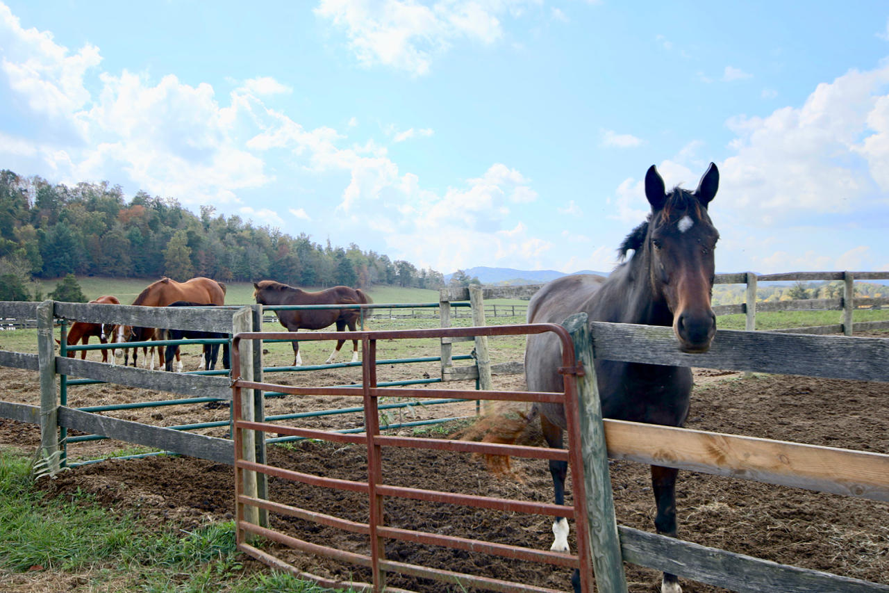 4860 Indian Valley Road Riner, VA 24149 - Photo 49 of 96 a view of a terrace with wooden fence