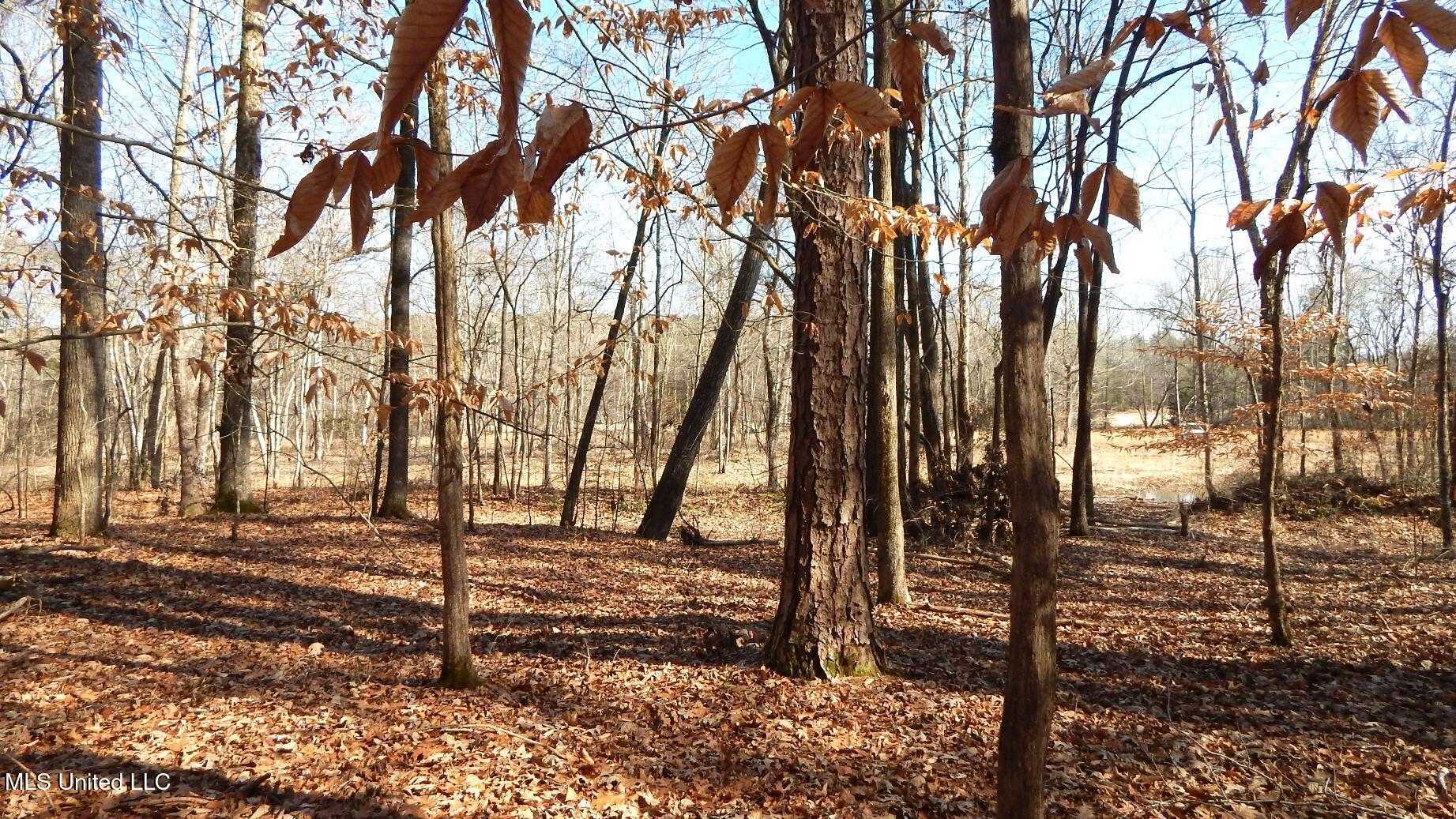 519 247th Road, Unit COUNTRY Bruce, MS 38915 - Photo 16 of 47 DSCN6584