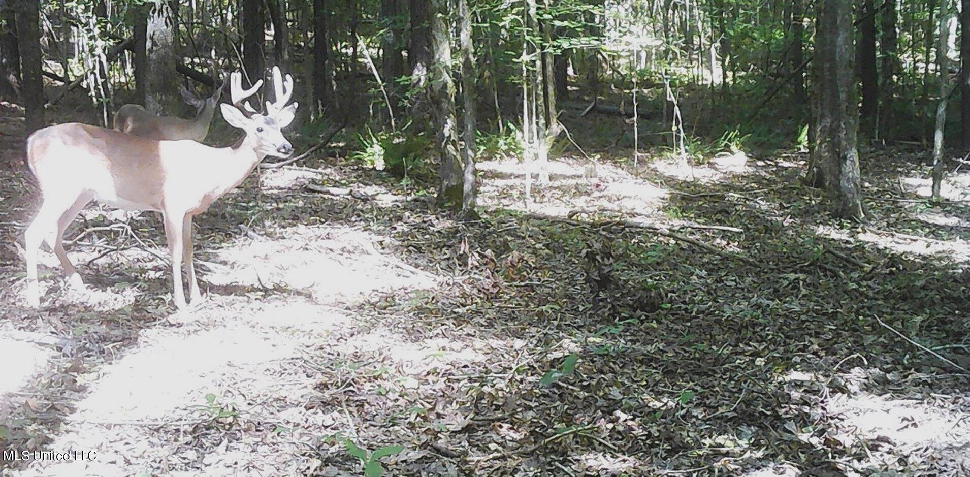 519 247th Road, Unit COUNTRY Bruce, MS 38915 - Photo 25 of 47 00000037