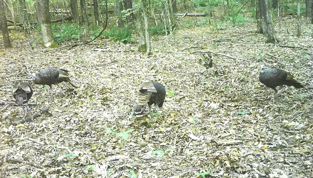 $174,900 | 519 247th Road, Unit COUNTRY, Bruce, MS 38915