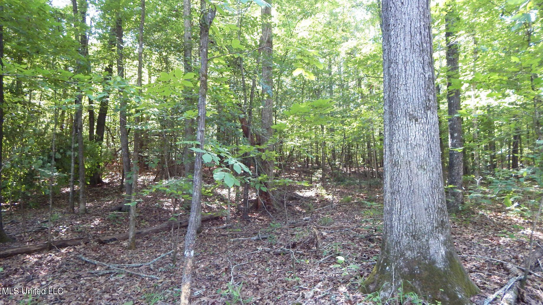 519 247th Road, Unit COUNTRY Bruce, MS 38915 - Photo 33 of 47 DSCN5229