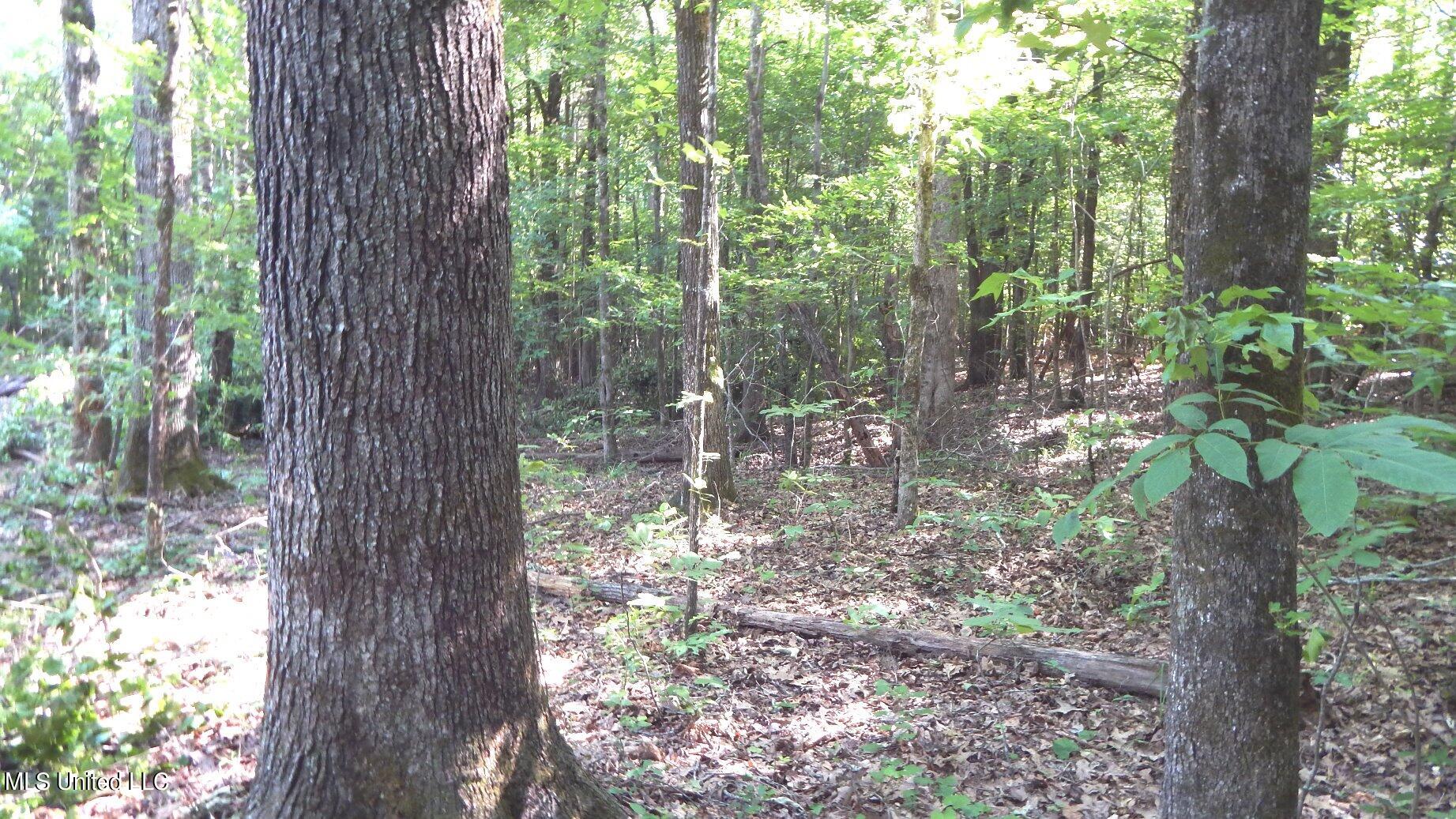 519 247th Road, Unit COUNTRY Bruce, MS 38915 - Photo 36 of 47 DSCN5234
