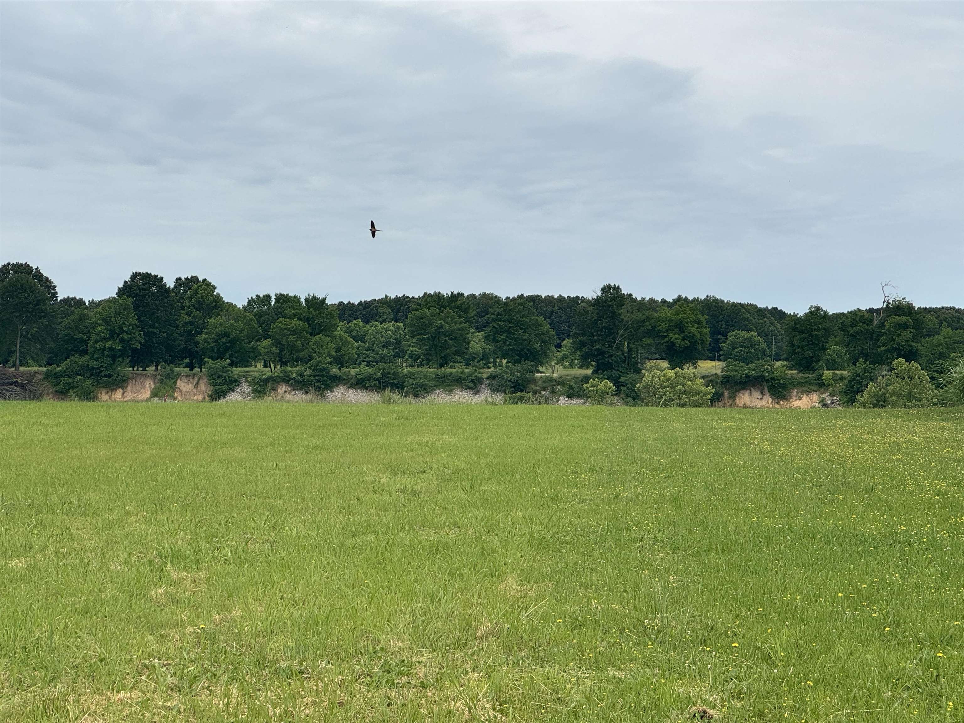 Lot 29 Declan Lane Savannah, TN 38372 - Photo 4 of 9 a view of a big yard