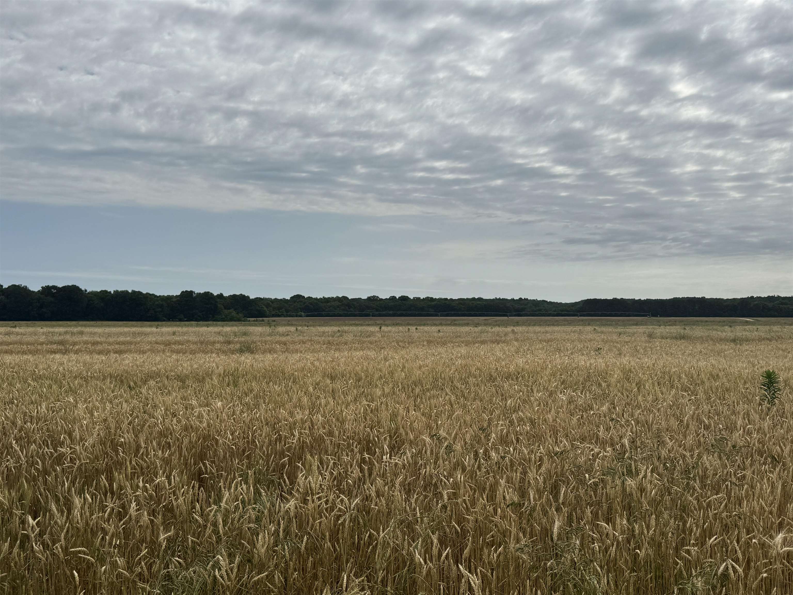 Lot 29 Declan Lane Savannah, TN 38372 - Photo 8 of 9 a view of lake and mountain